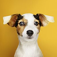 Adorable Jack Russell Retriever puppy portrait