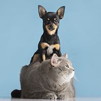 beautiful-pet-portrait-small-dog-cat