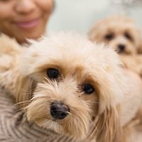close-up-blurry-woman-holding-dog