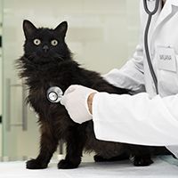 close-up-doctor-checking-cat