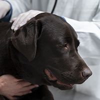 close-up-doctor-checking-up-dog