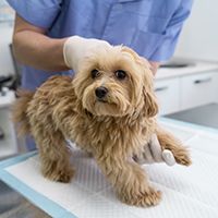 close-up-doctor-helping-dog