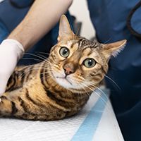 close-up-doctor-holding-cat