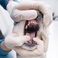 close-up-hands-checking-dog-s-mouth