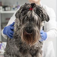 close-up-smiley-doctor-checking-dog