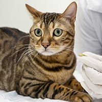 close-up-smiley-doctor-with-cute-cat