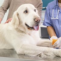 close-up-smiley-dog-vet-clinic