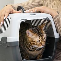 close-up-smiley-woman-with-cute-cat