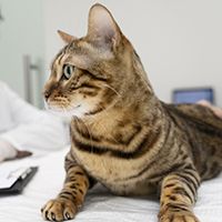 close-up-veterinarian-filling-document