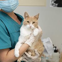 close-up-veterinarian-taking-care-cat