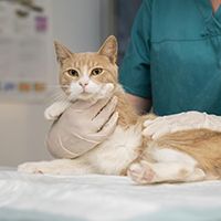 close-up-veterinarian-taking-care-cat