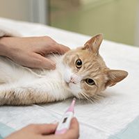 close-up-veterinarian-taking-care-cat(1)