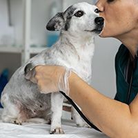 close-up-veterinarian-taking-care-dog (1)