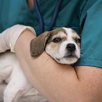 close-up-veterinarian-taking-care-dog