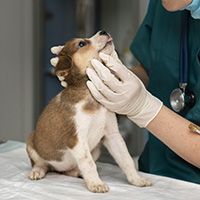 close-up-veterinarian-taking-care-dog