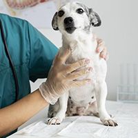 close-up-veterinarian-taking-care-dog