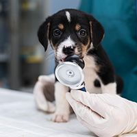close-up-veterinarian-taking-care-dog