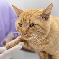 close-up-veterinarian-taking-care-pet