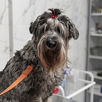 cute-dog-vet-clinic