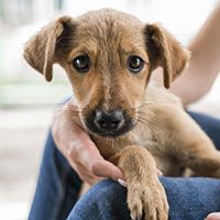 cute-rescue-dog-shelter-being-held-by-woman