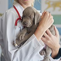 Doctor carrying a little gray puppy