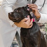 dog-being-checked-by-vet-pet-shop