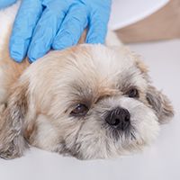 Hands of veterinarians in blue protective gloves examines Peking