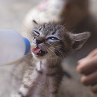 Human feeding milk for adorable little baby kitten.