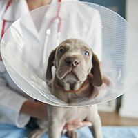 Ill dog wearing a pet collar
