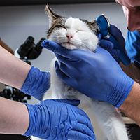 Male veterinarian examining cat ear infection with an otoscope in a vet clinic.