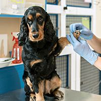 The medicine, pet care and people concept – dog and veterinarian doctor at vet clinic