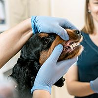 The medicine, pet care and people concept – dog and veterinarian doctor at vet clinic