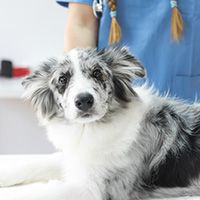 portrait-female-veterinarian-with-dog-lying-table-clinic