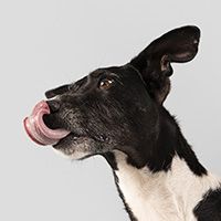 purebred-dog-being-cute-studio