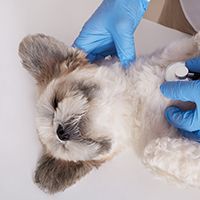 Veterinarian doctor and Pekingese puppy, veterinarian diagnoses