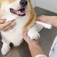 veterinarian-taking-care-pet-dog
